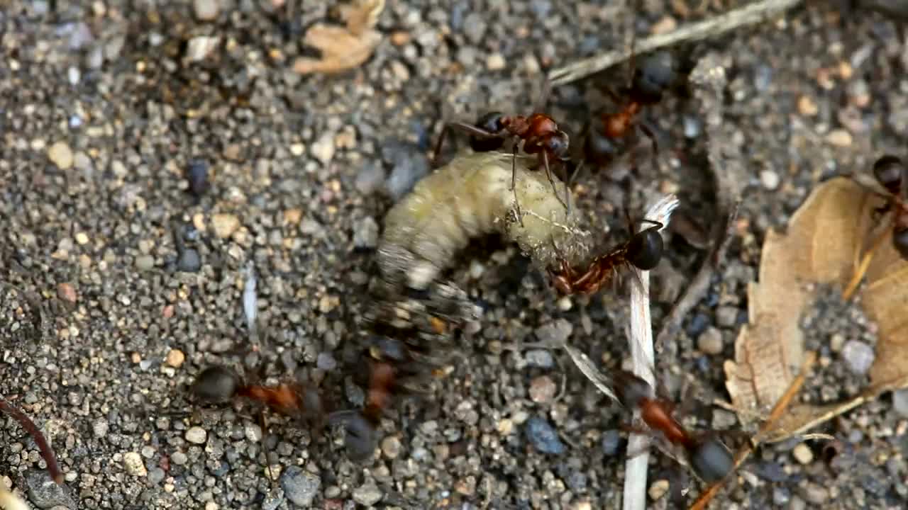 Stock Video Ants Fighting A Larva Live Wallpaper For PC