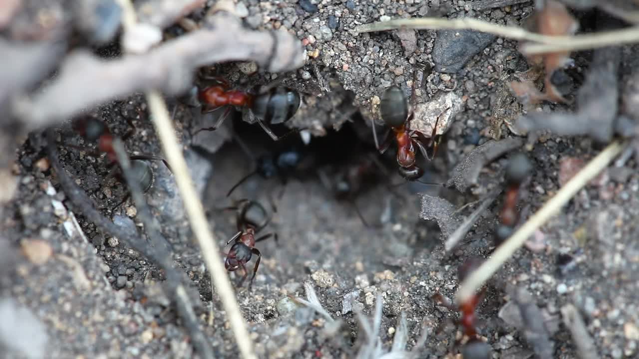 Stock Video Ants In An Anthill Live Wallpaper For PC