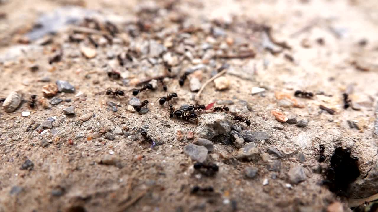 Stock Video Ants Entering Its Anthill Live Wallpaper For PC