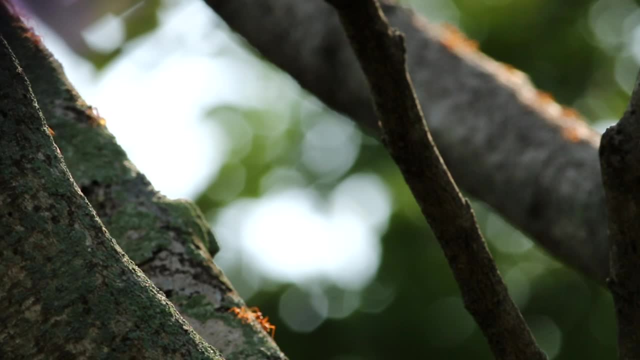 Stock Video Ants Crawling Along Low Branches Live Wallpaper For PC