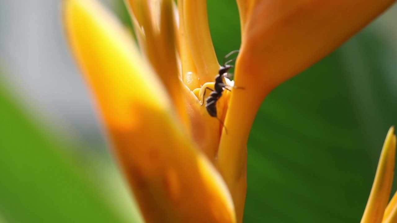 Stock Video Ants Climbing Over A Wildflower Live Wallpaper For PC