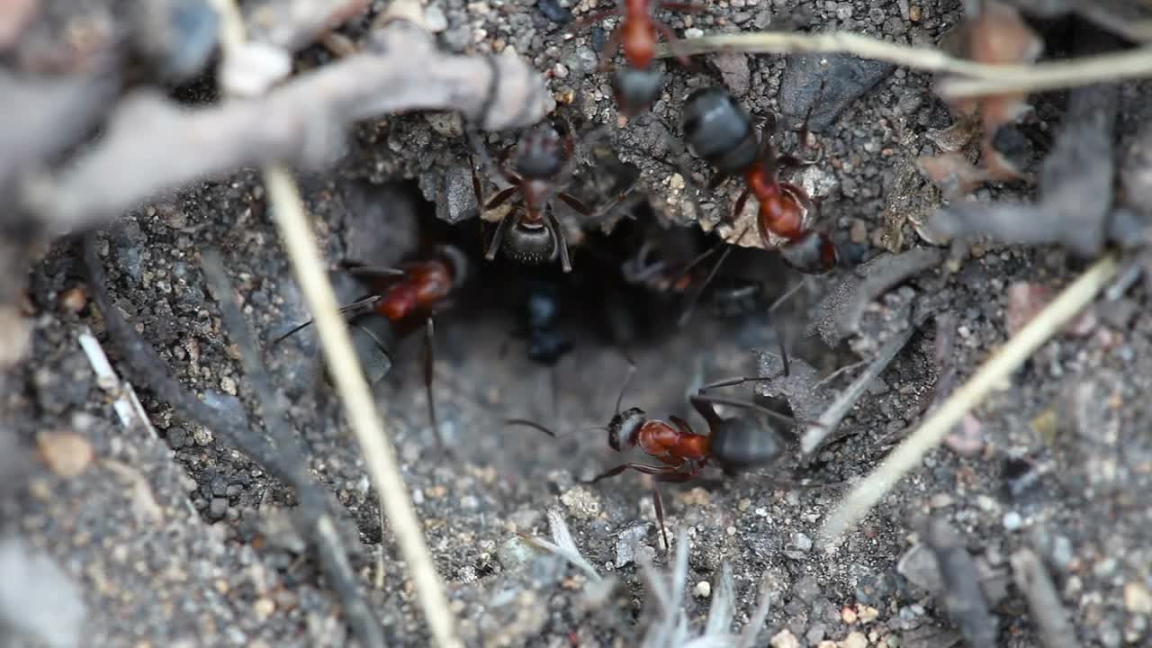 Stock Video Ants At The Entrance Of An Anthill Live Wallpaper For PC