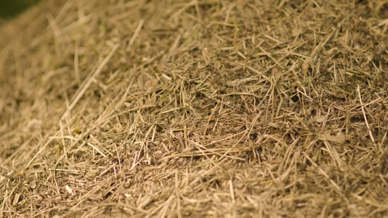 Stock Video Ants Building A Nest Live Wallpaper For PC