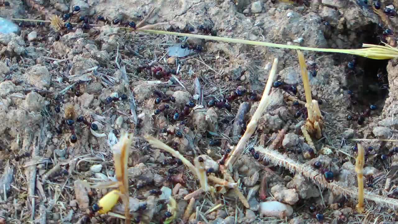 Stock Video Anthill In The Ground Time Lapse Live Wallpaper For PC
