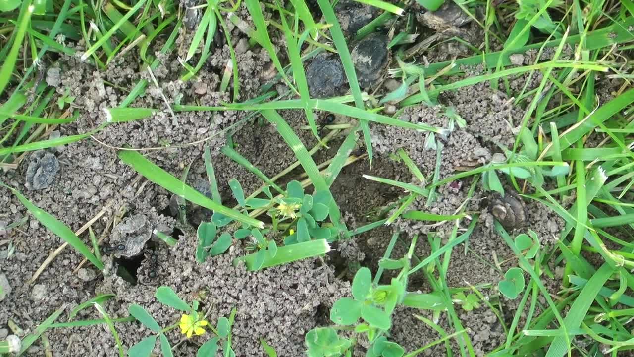 Stock Video Anthill In The Grass Live Wallpaper For PC