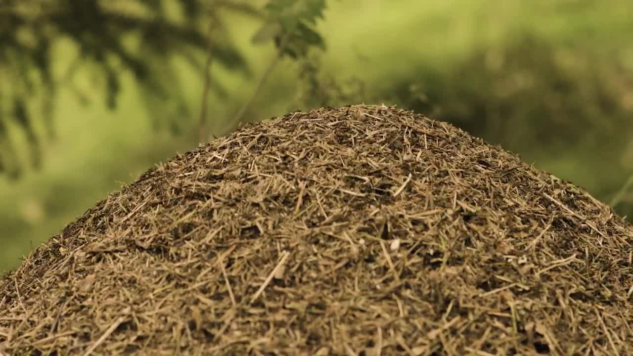 Stock Video Anthill By A Field Live Wallpaper For PC
