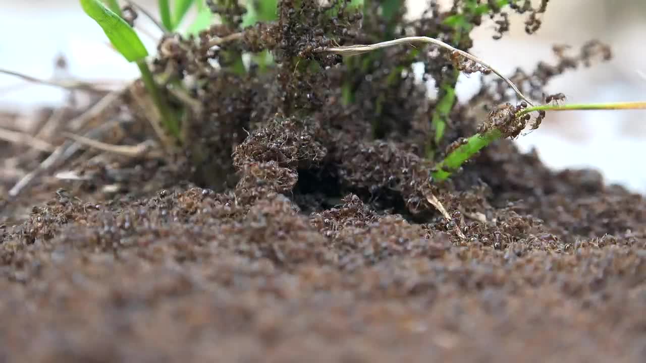 Stock Video Ant Infestation Live Wallpaper For PC