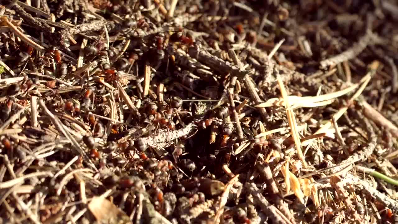 Stock Video Ant Colony Swarming Live Wallpaper For PC