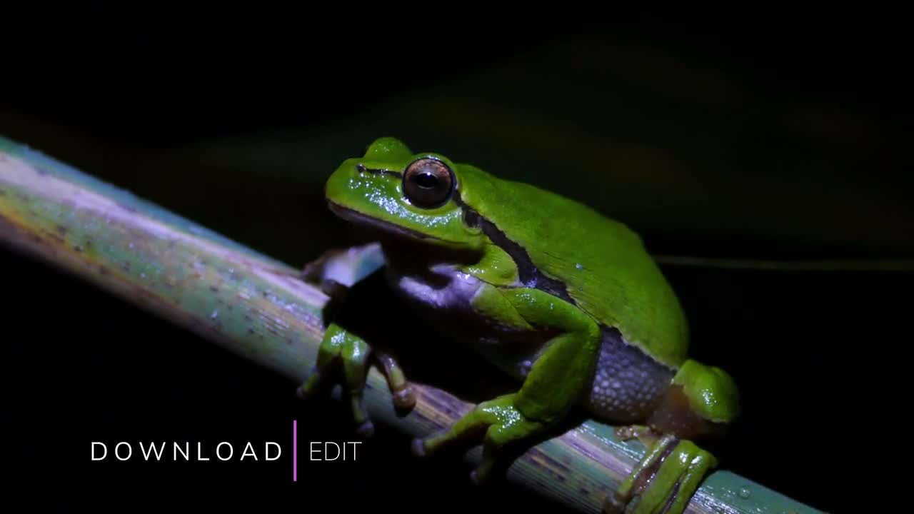 Stock Video Animated Text Split Lower Third Live Wallpaper For PC