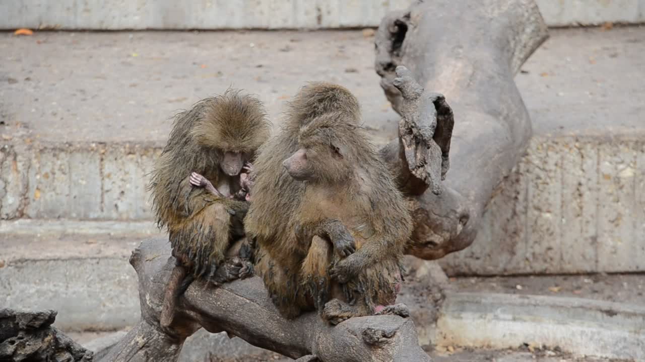 Stock Video Animals In A Zoo Live Wallpaper For PC