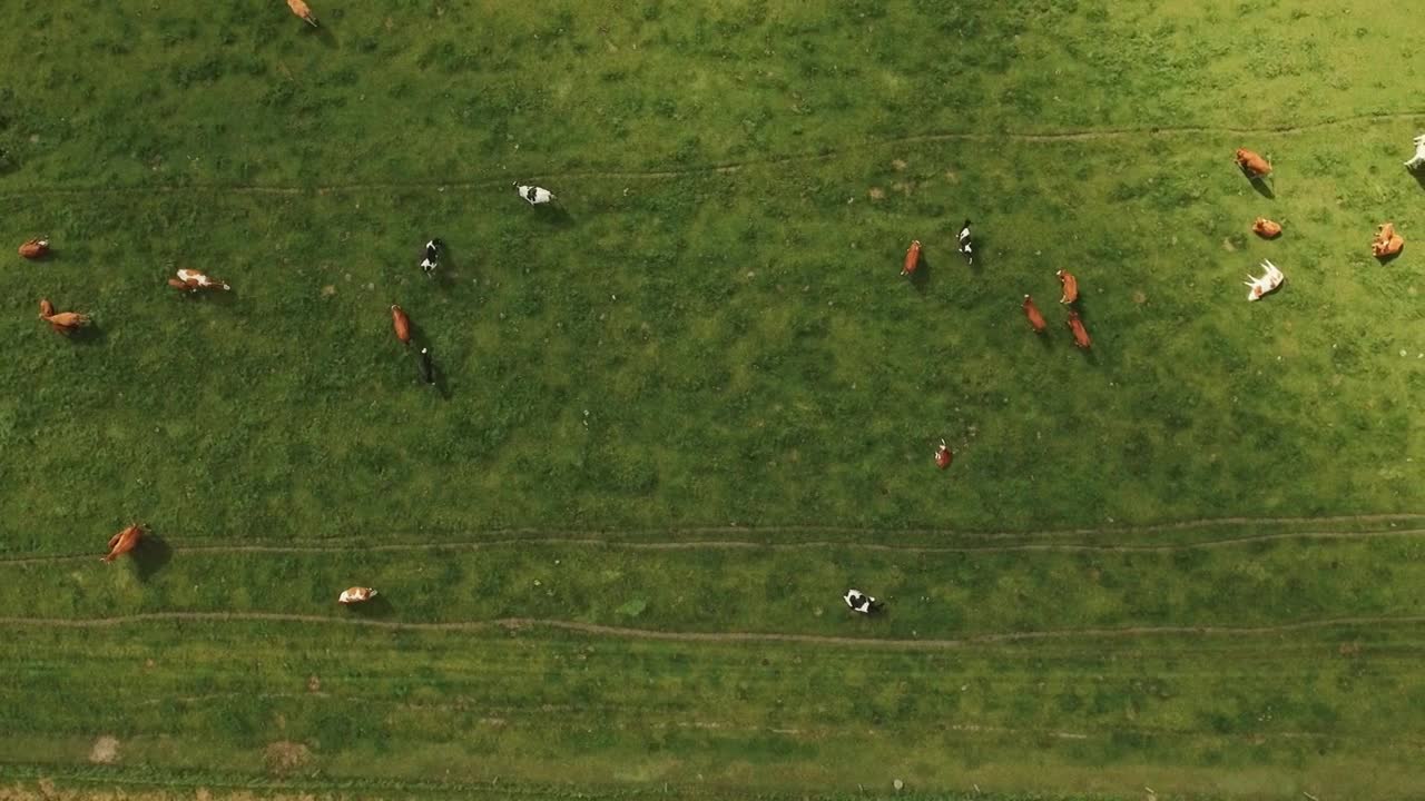 Stock Video Animals Grazing In A Field Live Wallpaper For PC