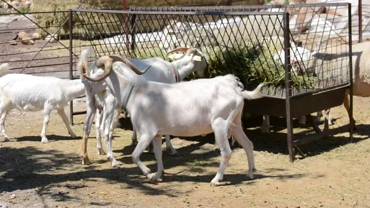 Stock Video Animals Eating At A Farm Live Wallpaper For PC