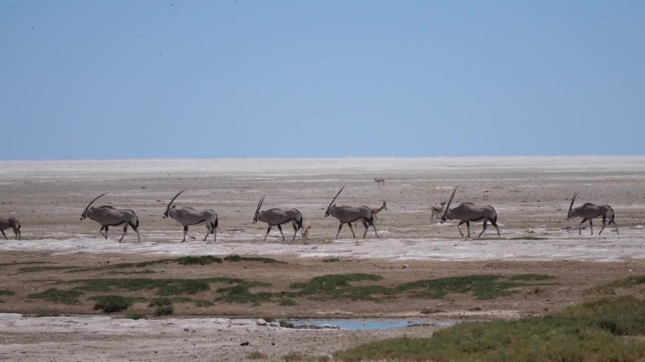 Stock Video Animals Crossing A Dry Savanna Live Wallpaper For PC