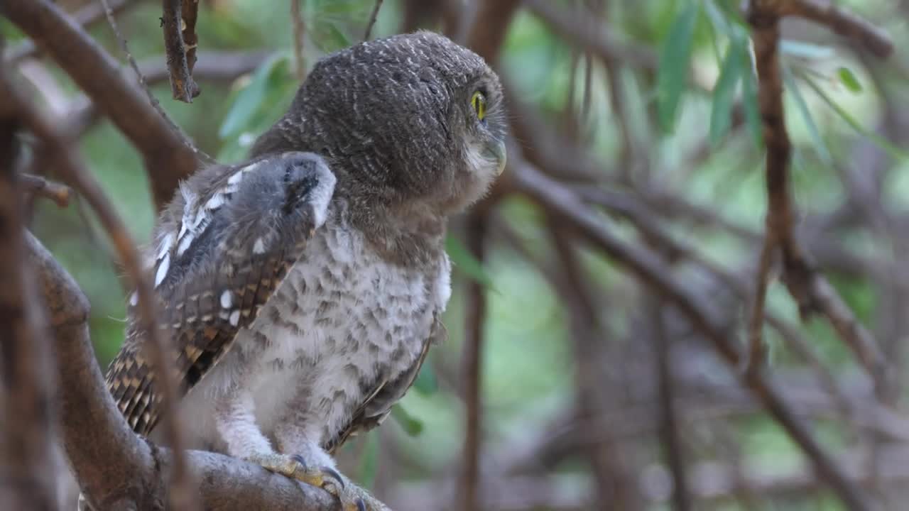 Stock Video An Owl Sitting In A Tree Live Wallpaper For PC