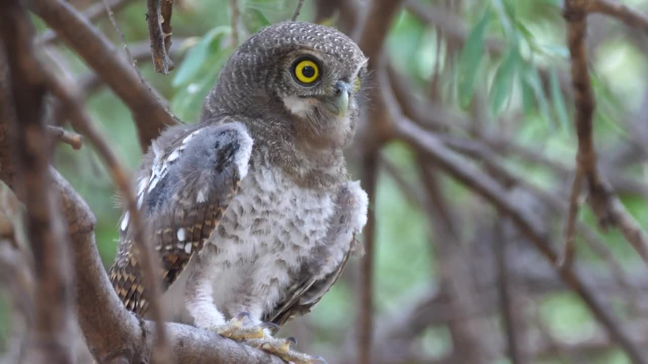 Stock Video An Owl Singing On A Tree Branch Live Wallpaper For PC