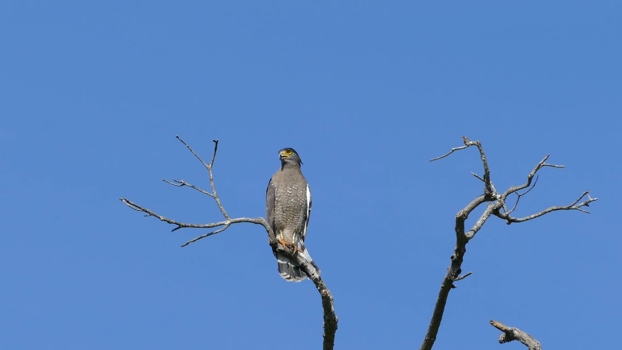 Stock Video An Eagle On A Tree Branch Live Wallpaper For PC