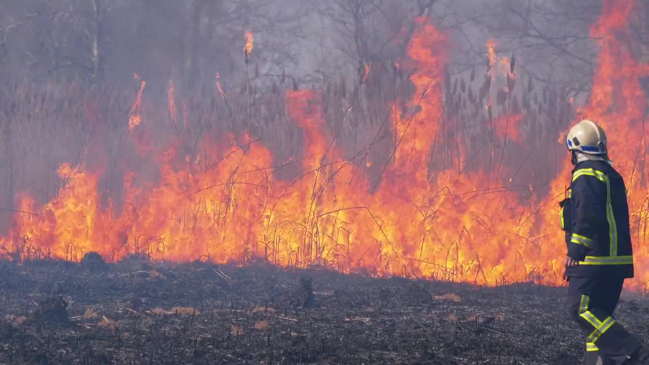 Stock Video An Aggressive Fire Consuming The Nature Live Wallpaper For PC