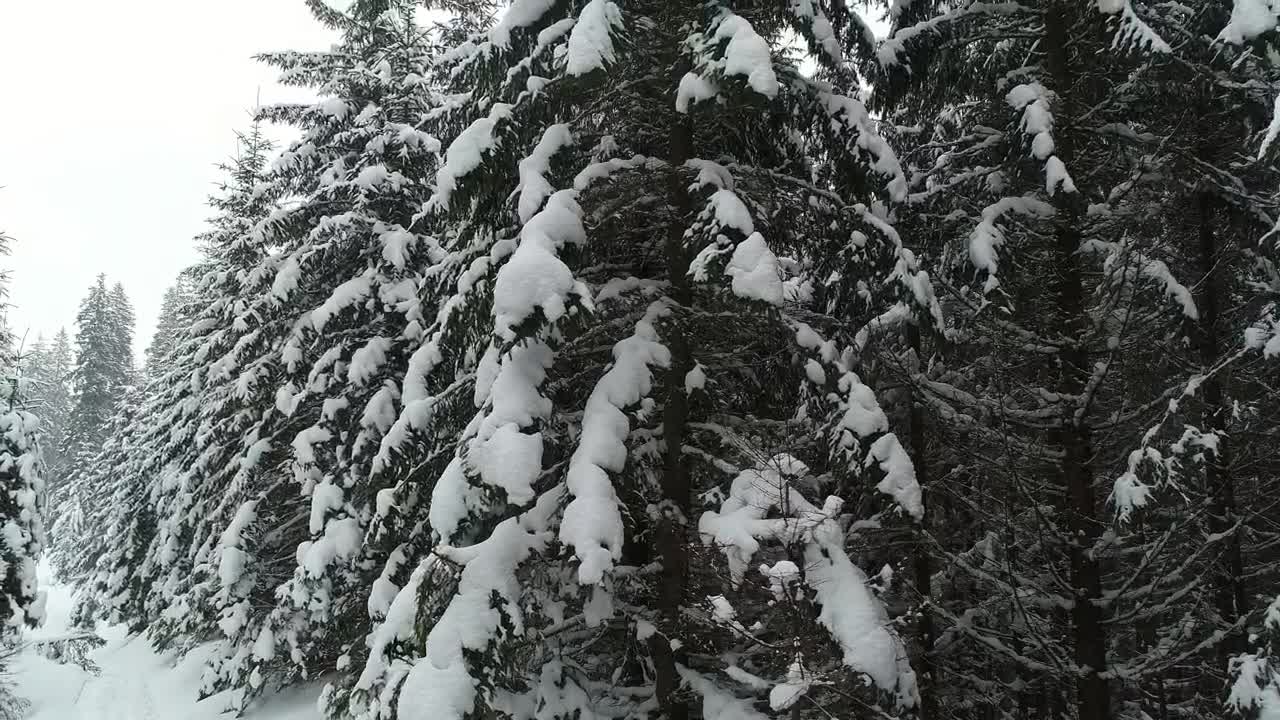 Stock Video Alps With Tall Pine Trees Full Of Snow Live Wallpaper For PC