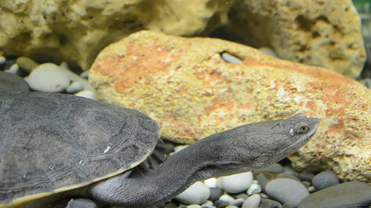 Stock Video Along The Bottom Of An Aquarium Live Wallpaper For PC