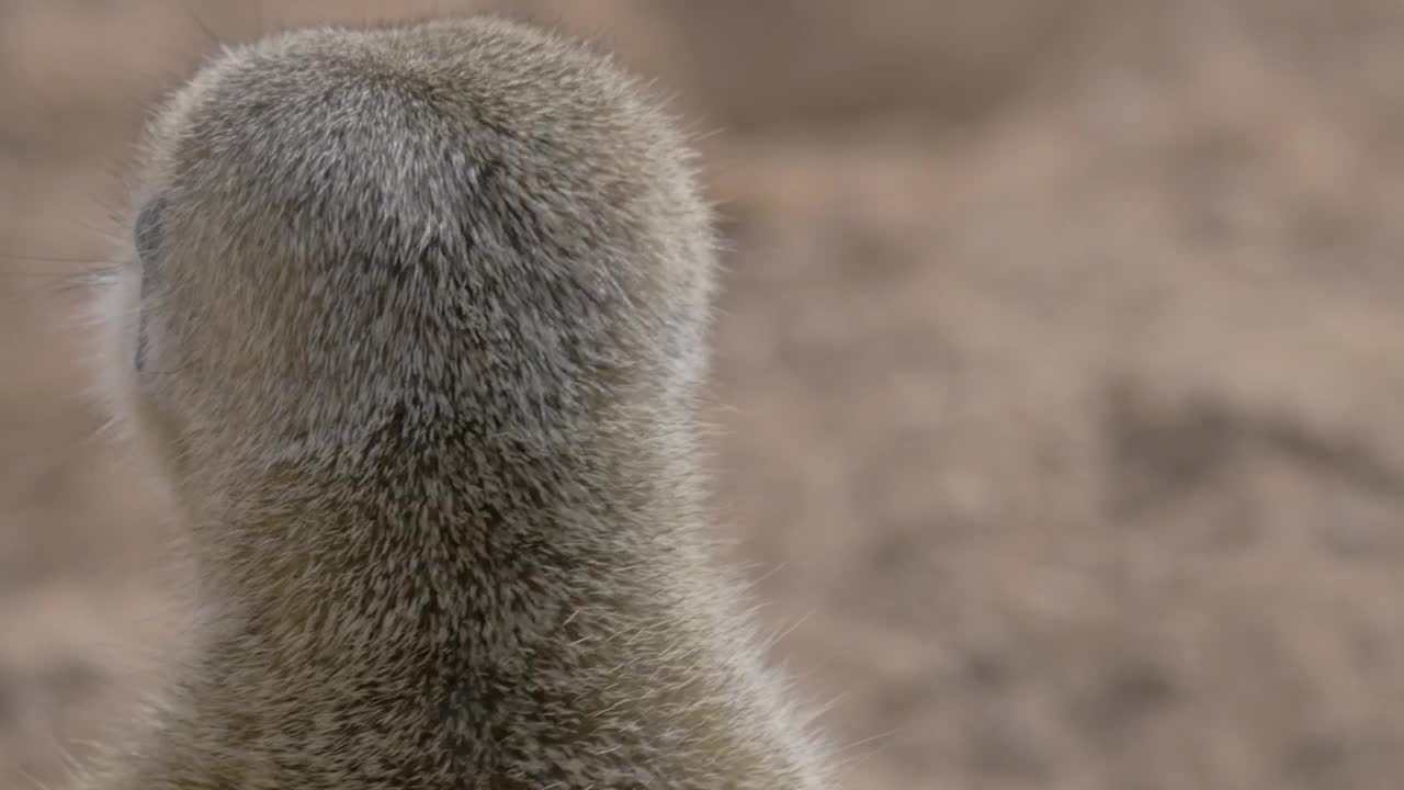 Stock Video Alert Animal Looking Around Live Wallpaper For PC