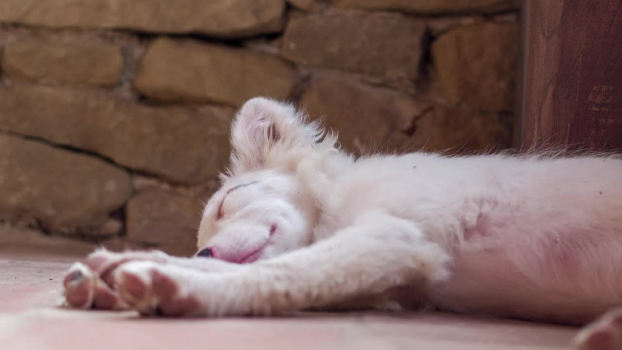 Stock Video Albino Dog Sleeping Live Wallpaper For PC
