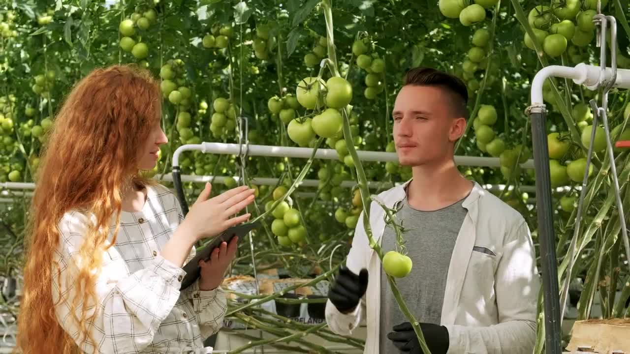 Stock Video Agronomists Checking Vegetables At A Greenhouse Live Wallpaper For PC