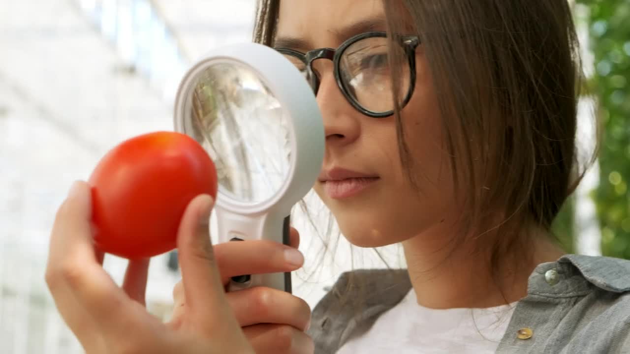 Stock Video Agronomist Checking A Tomato With A Magnifying Glass Live Wallpaper For PC