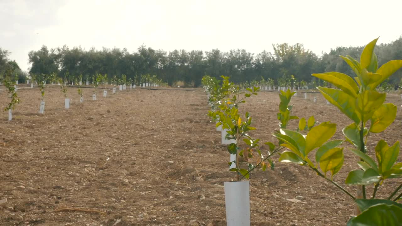 Stock Video Agriculture Field With A Large Plantation Live Wallpaper For PC