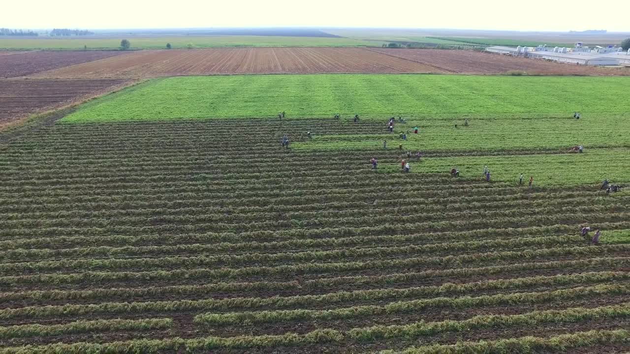 Stock Video Agricultural Workers Harvesting The Field Live Wallpaper For PC