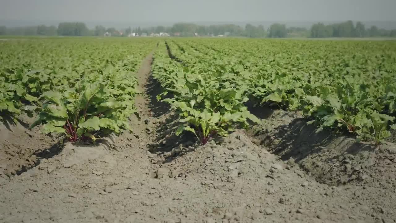 Stock Video Agricultural Green Crops Live Wallpaper For PC