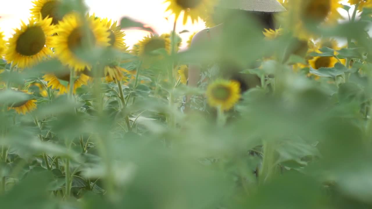 Stock Video A Woman Standing In A Sunflower Field Live Wallpaper For PC