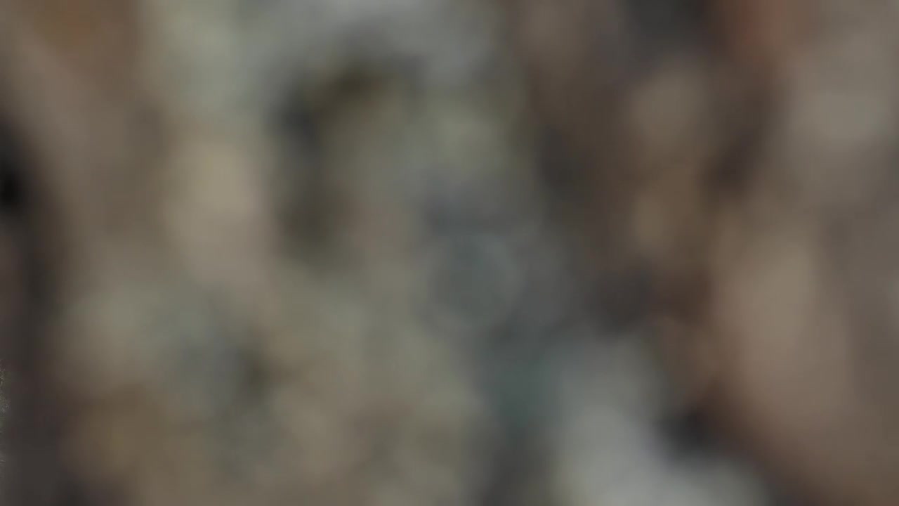 Stock Video A Woman Running In The Forest Live Wallpaper For PC