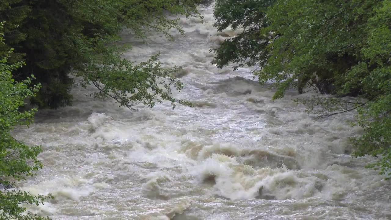 Stock Video A Wild River Between The Trees Live Wallpaper For PC