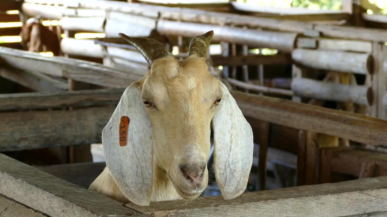 Stock Video A White Goat At The Stable Live Wallpaper For PC