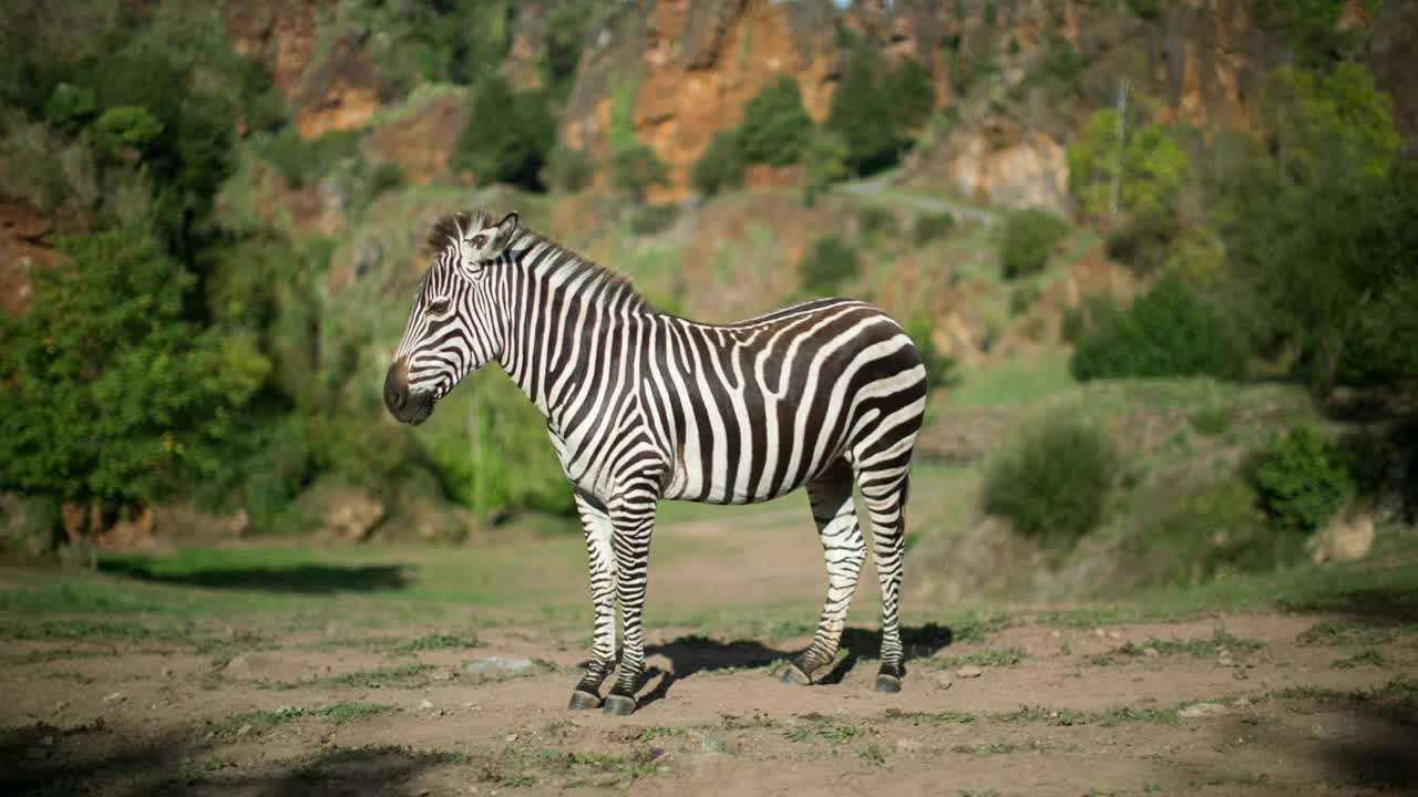 Stock Video A Standing Zebra Live Wallpaper For PC