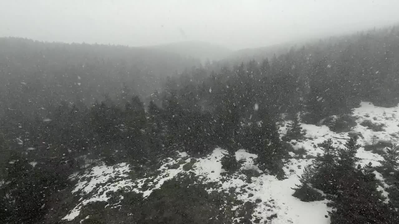 Stock Video A Snow Storm In The Pine Forest Live Wallpaper For PC