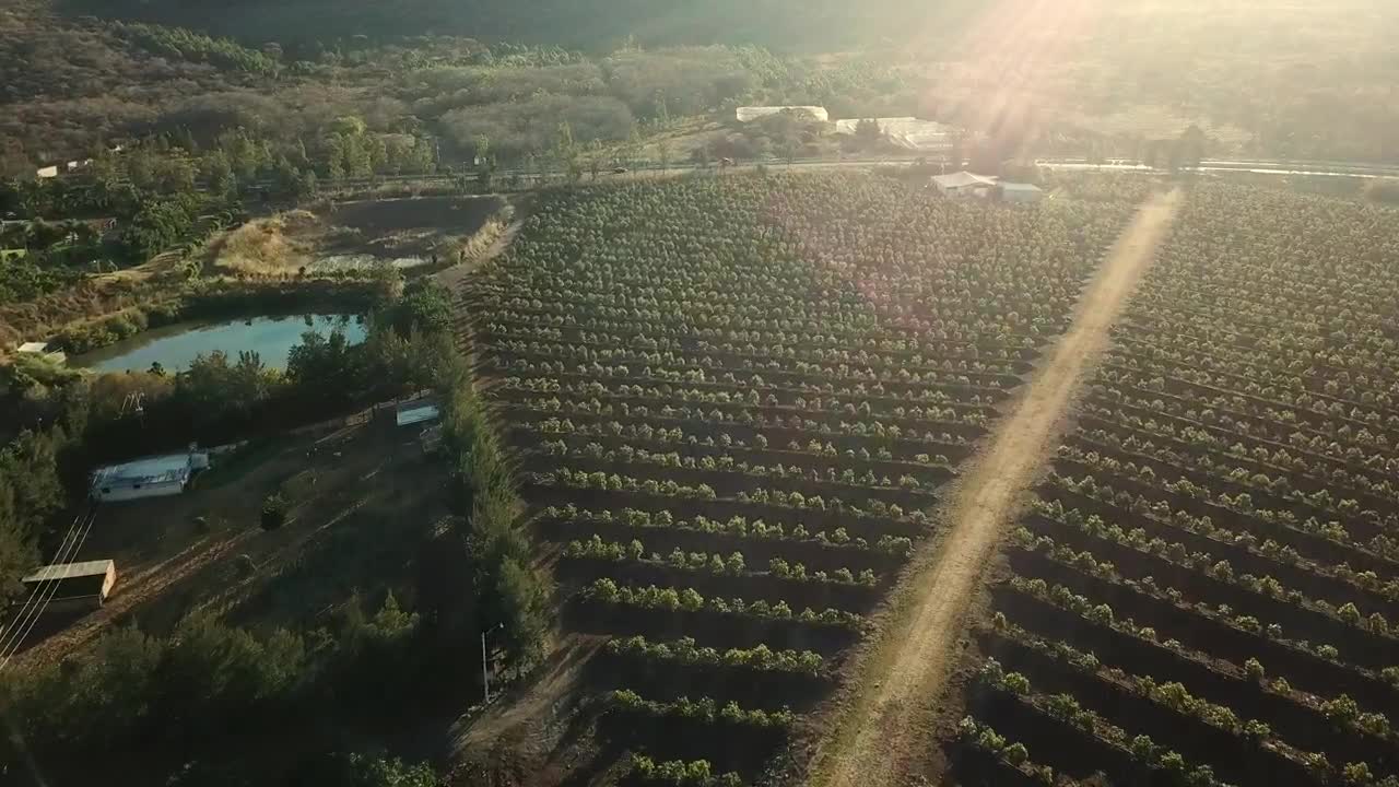 Stock Video A Road Between A Big Green Agriculture Field Live Wallpaper For PC