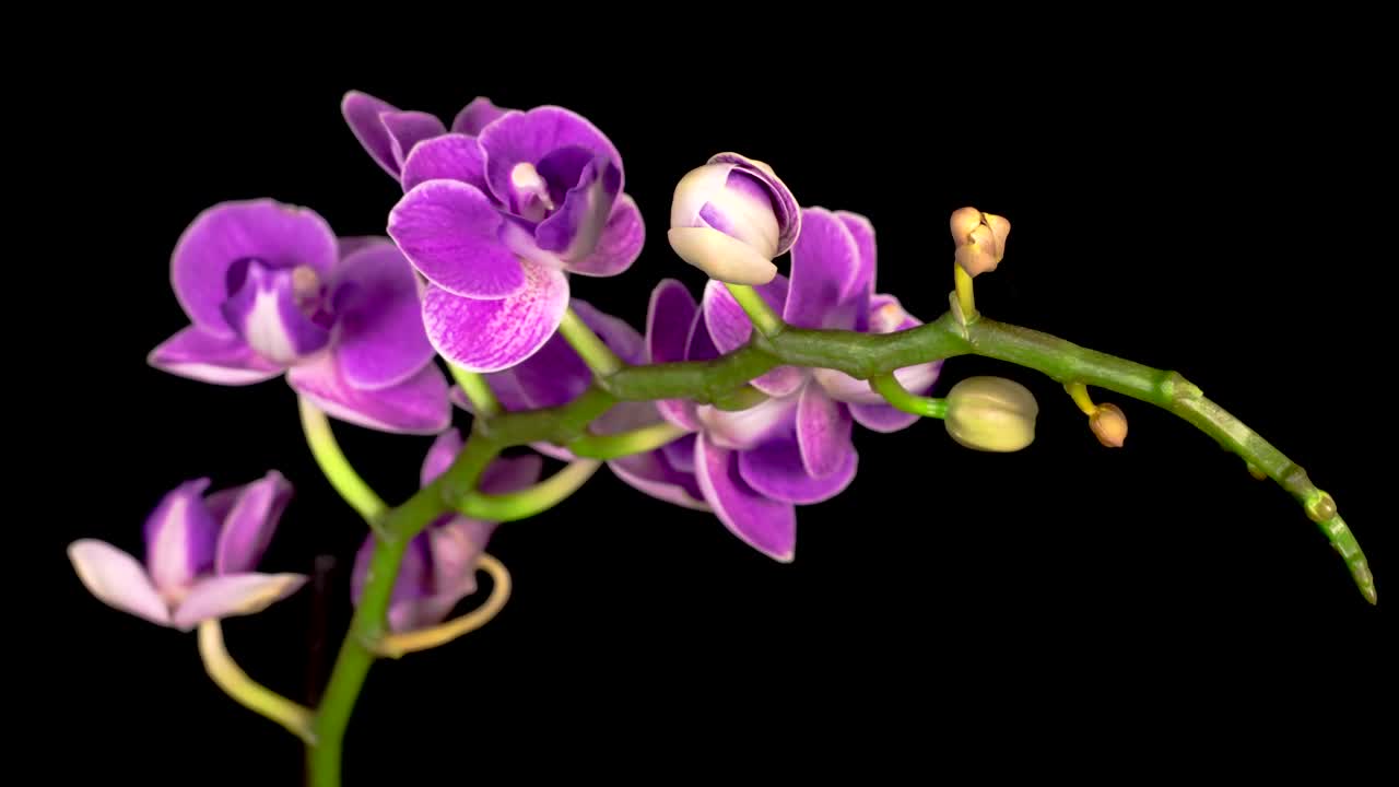 Stock Video A Purple Orchid Flower Opens On The Branch Live Wallpaper For PC