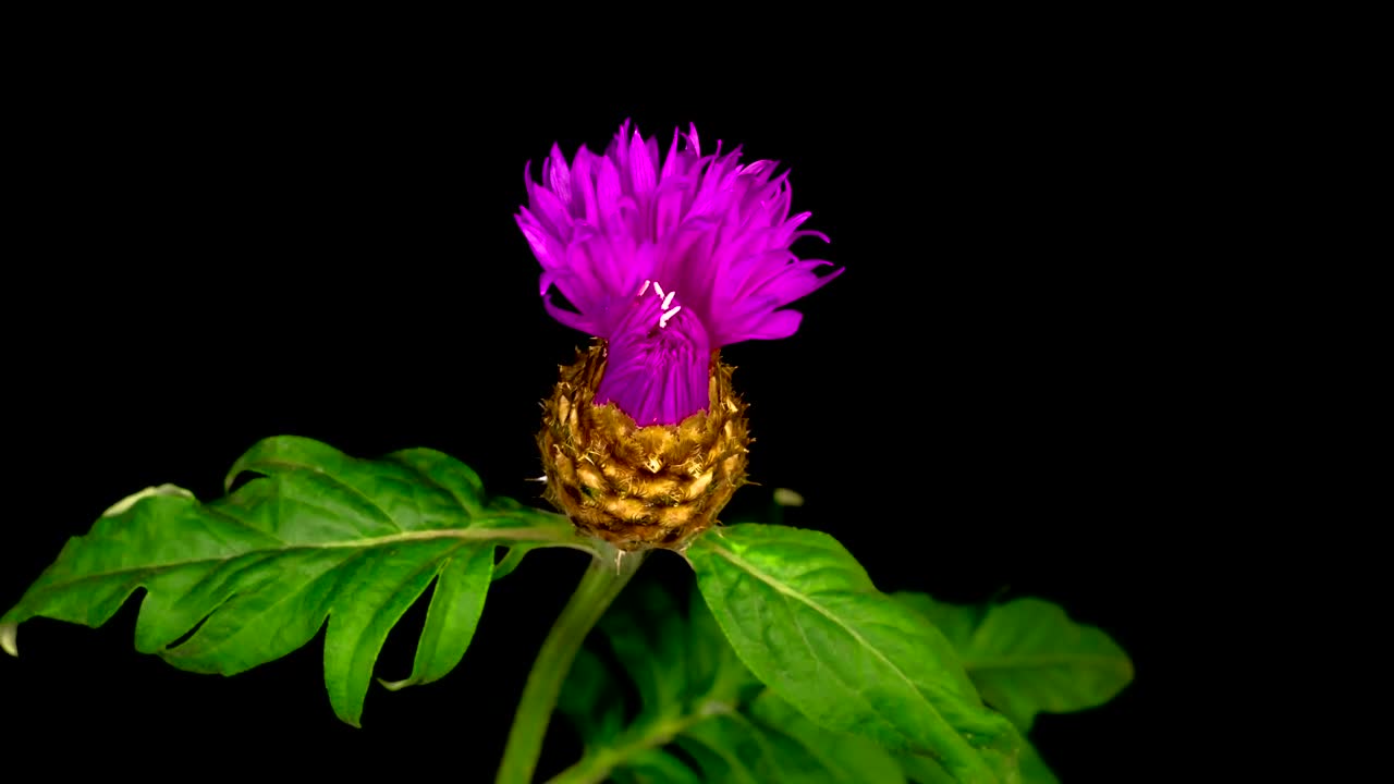 Stock Video A Purple Flower Opens And Closes On A Branch Live Wallpaper For PC