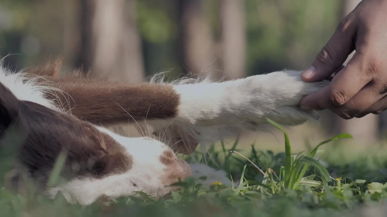 Stock Video A Persons Hand Caressing A Dog Live Wallpaper For PC