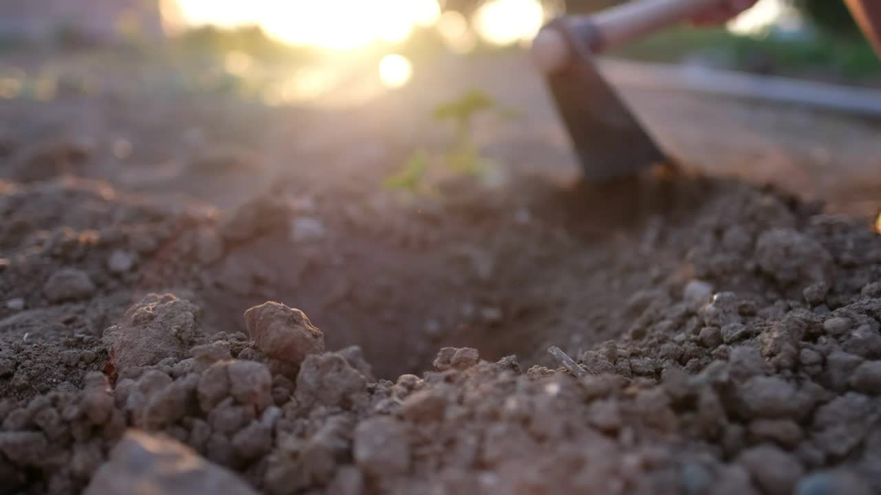 Stock Video A Person Sowing A Seed Live Wallpaper For PC