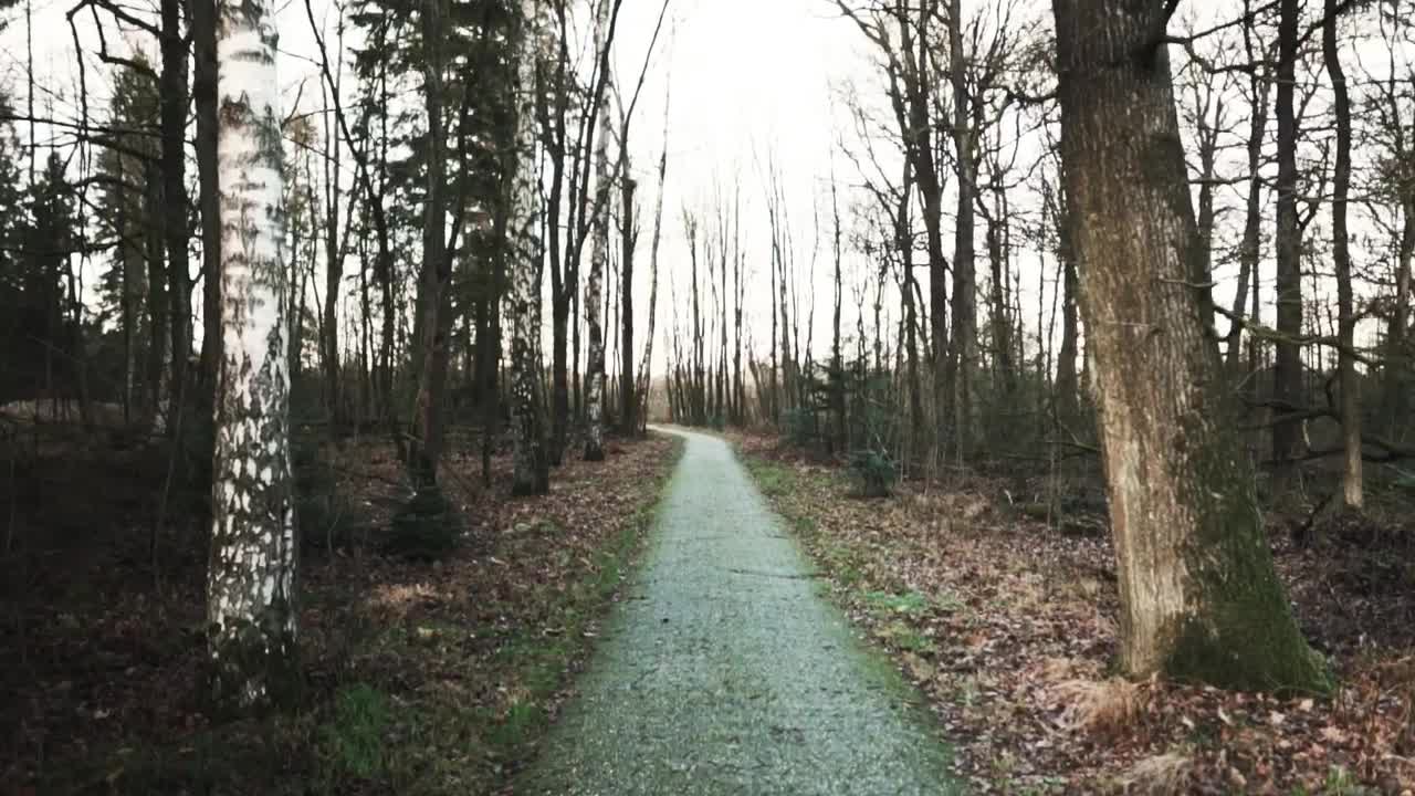 Stock Video A Path In The Wood Live Wallpaper For PC