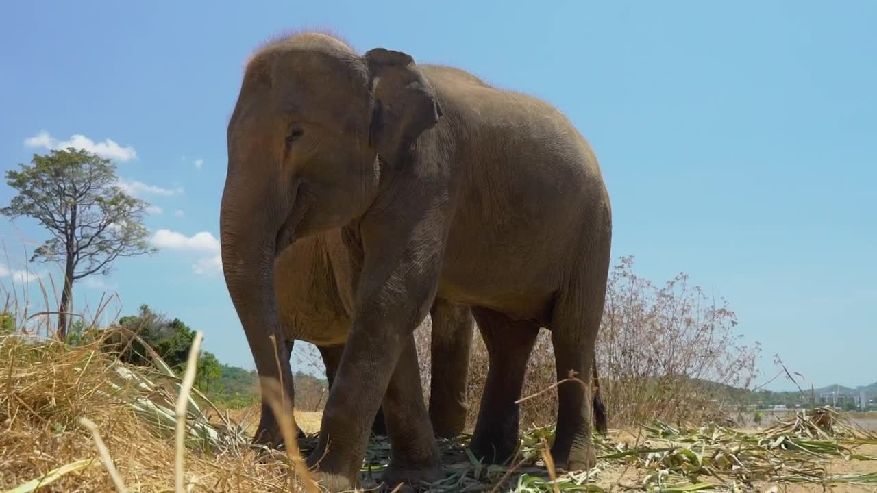 Stock Video A Pair Of Elephants Eating Live Wallpaper For PC