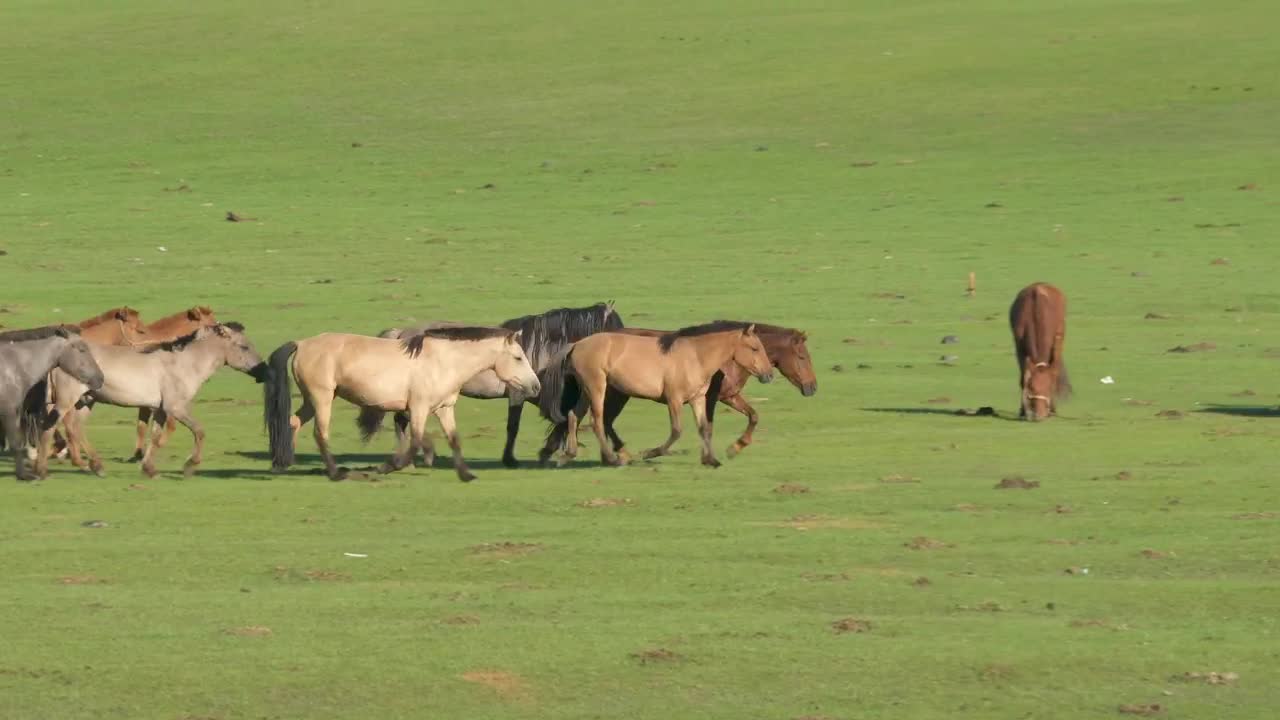 Stock Video A Pack Of Wild Horses Running On A Green Plain Live Wallpaper For PC