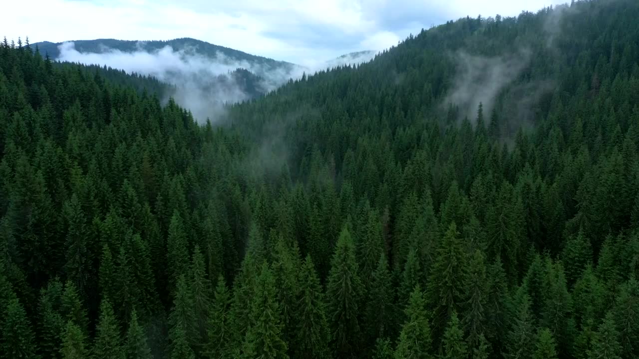Stock Video A Misty Evening In The Pine Forest Live Wallpaper For PC
