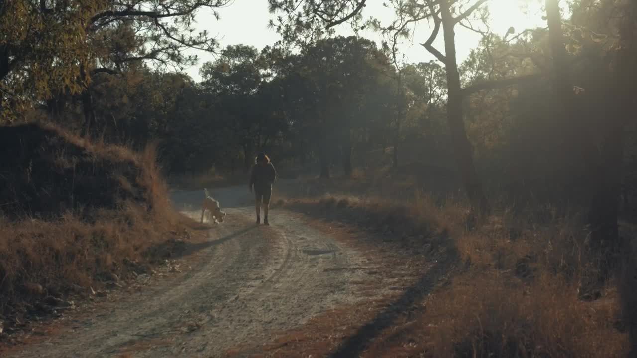 Stock Video A Man Walking His Dog At A Forestin The Morning Live Wallpaper For PC