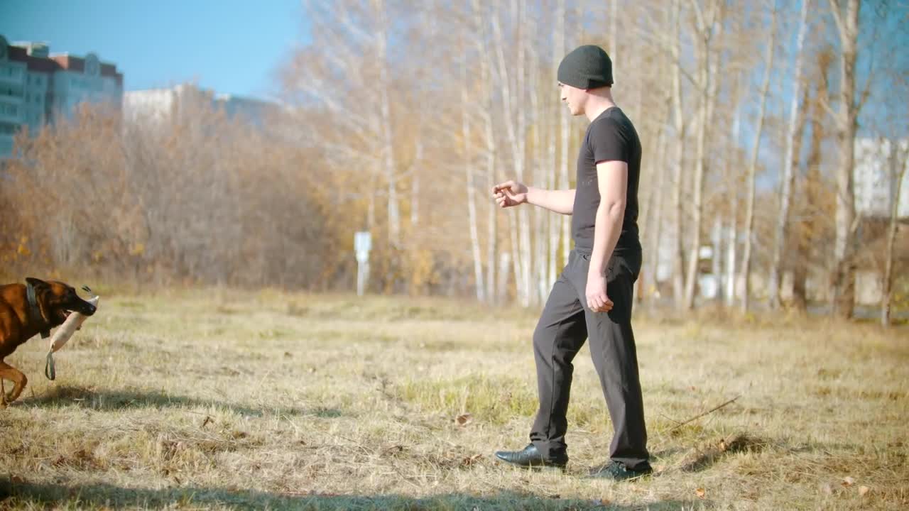 Stock Video A Man Training A German Shepherd Dog In The Park Live Wallpaper For PC