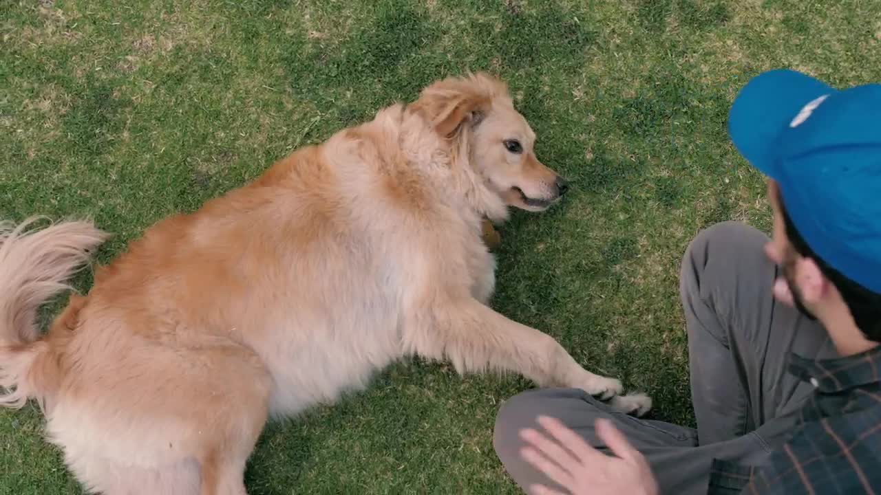 Stock Video A Man Petting A Dog In The Grass Live Wallpaper For PC