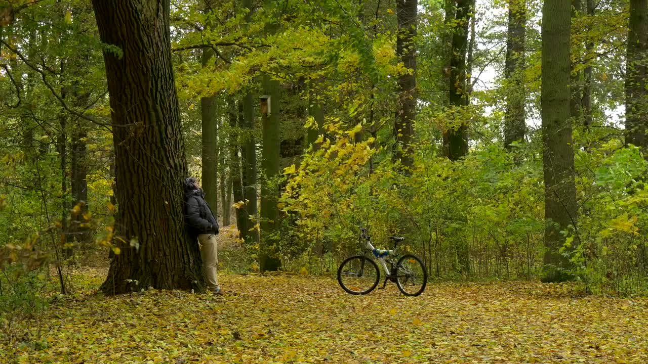 Stock Video A Man Leaning On A Tree In The Forest Live Wallpaper For PC