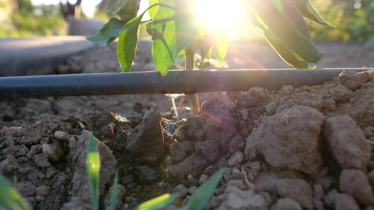 Stock Video A Hose And A Plant Live Wallpaper For PC